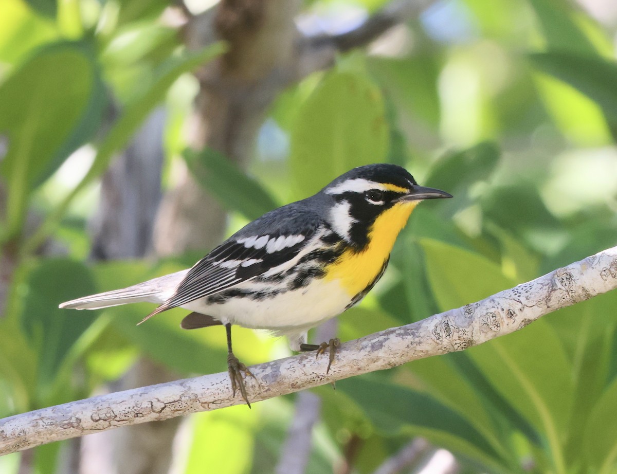 Sarı Gerdanlı Ötleğen - ML646113181