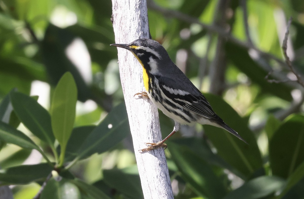 Sarı Gerdanlı Ötleğen - ML646113183