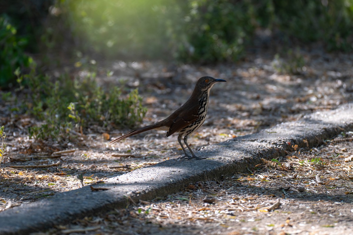 Uzun Gagalı Çöpçü - ML646113184