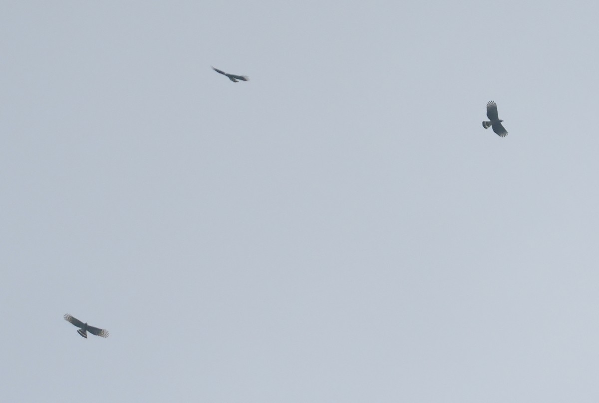 Çengel Gagalı Çaylak - ML646113186