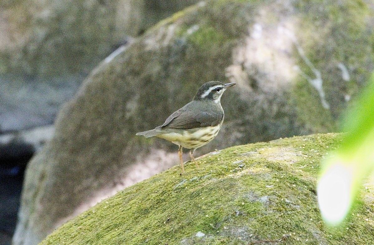 Luisyana Su Ötleğeni - ML646113188