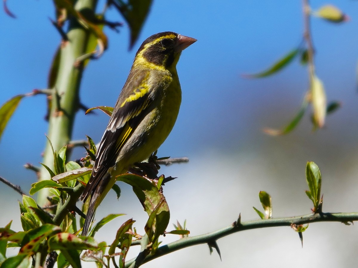 Sarı Göğüslü Florya - ML646113189