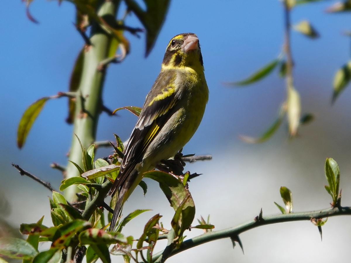 Sarı Göğüslü Florya - ML646113190