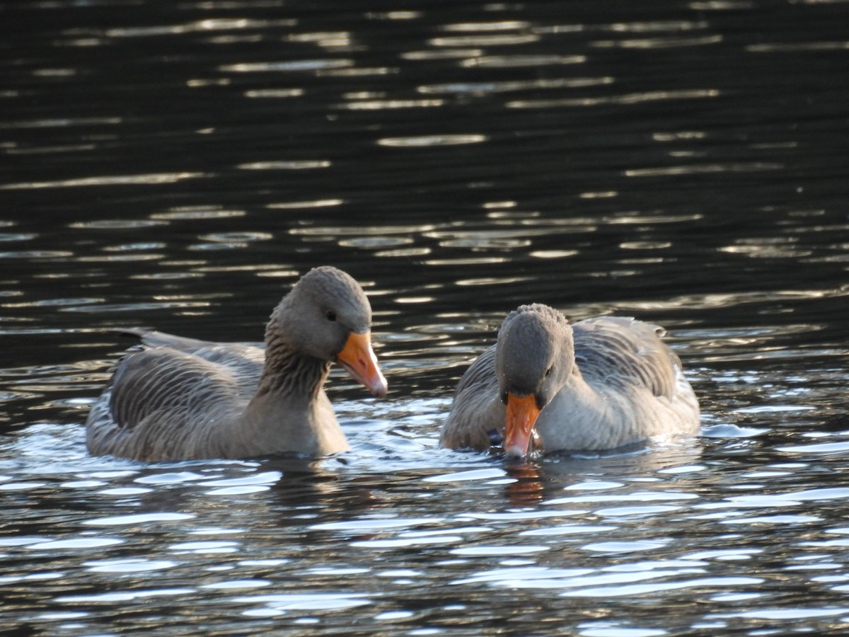 Boz Kaz - ML646113194