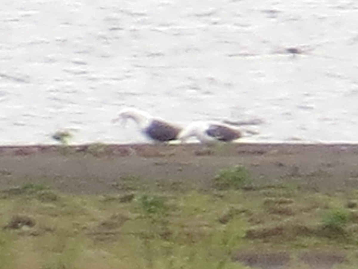 Kara Sırtlı Martı (graellsii) - ML646113196