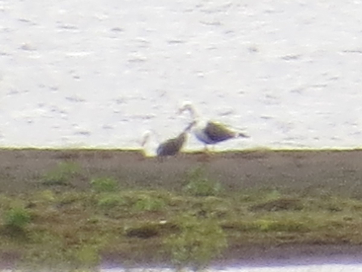 Kara Sırtlı Martı (graellsii) - ML646113197