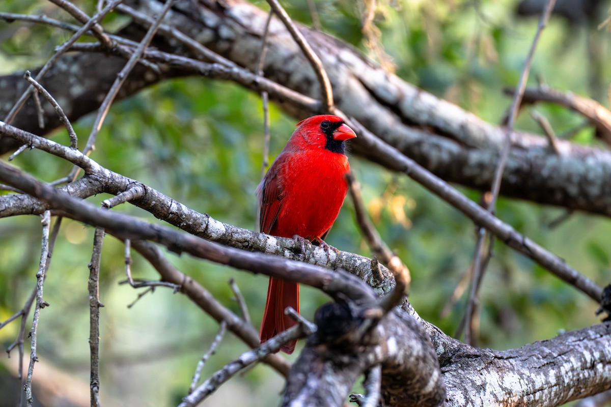 Kırmızı Kardinal - ML646113198