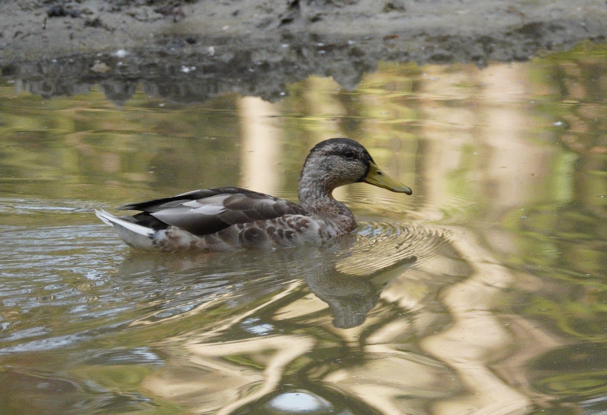 Yeşilbaş - ML646113200