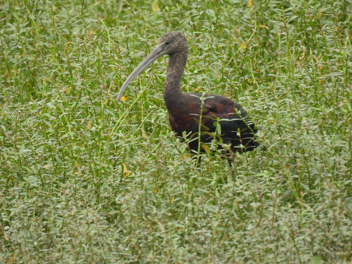 Çeltikçi - ML646113202