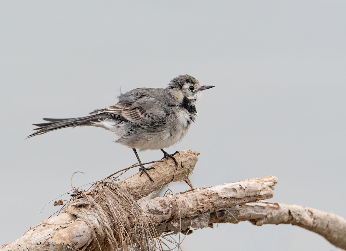 White Wagtail - ML646113205