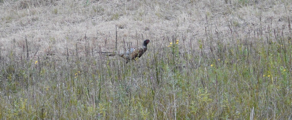 Sülün - ML646113206