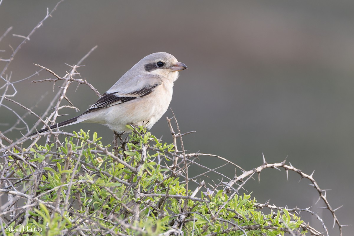 Great Gray Shrike (Steppe) - ML646113207
