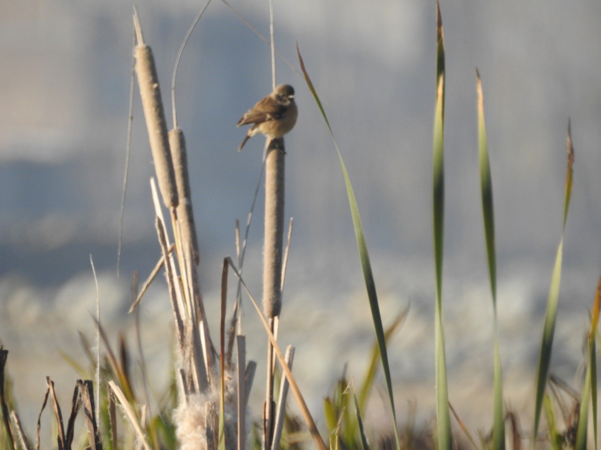 Pallasschwarzkehlchen - ML646113208