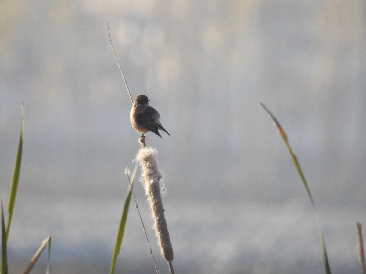 Pallasschwarzkehlchen - ML646113209