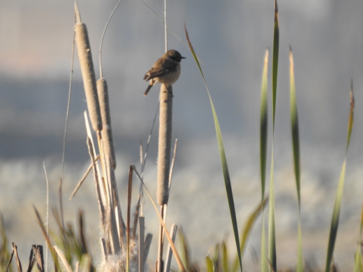 Pallasschwarzkehlchen - ML646113210