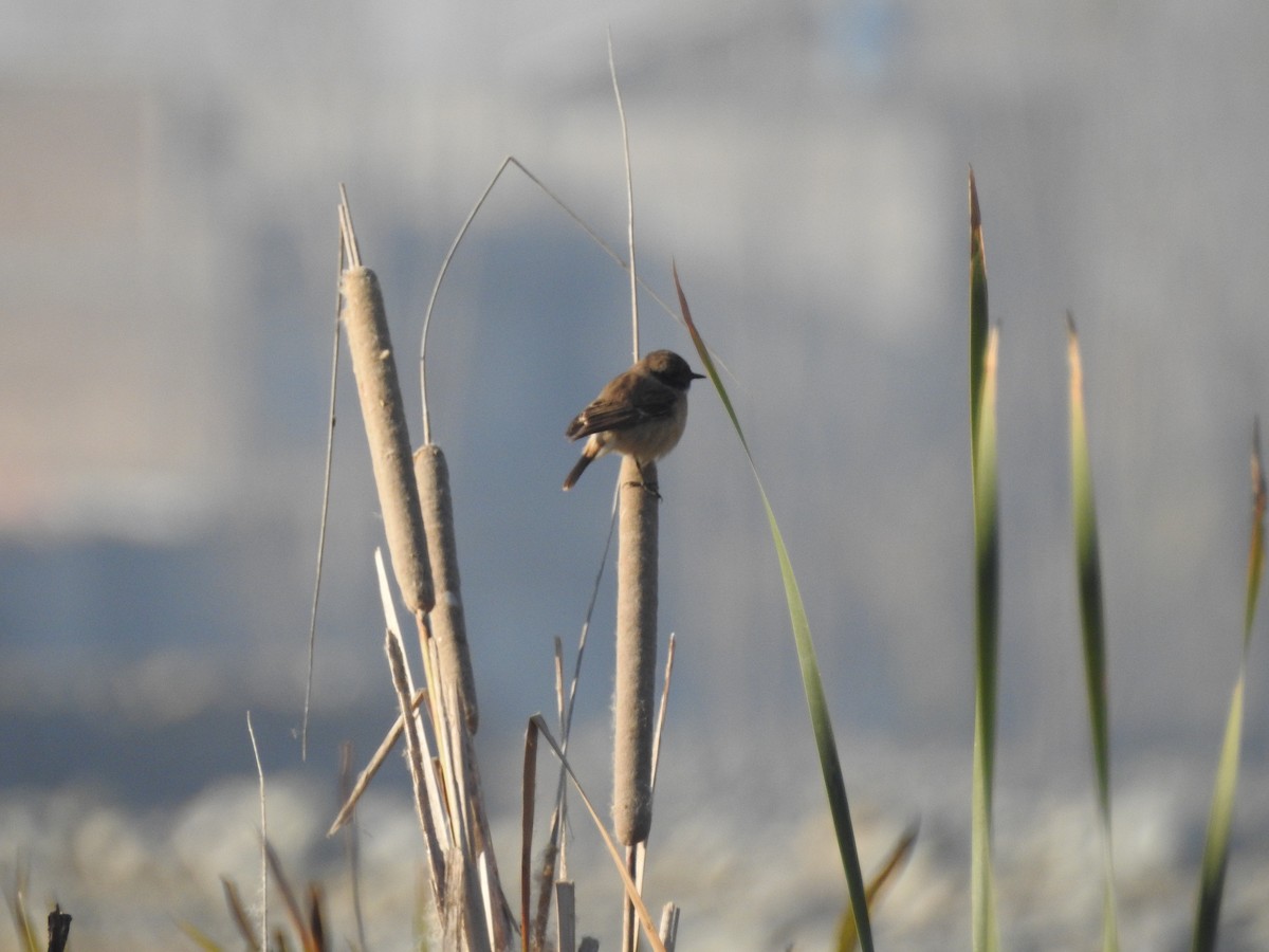 Pallasschwarzkehlchen - ML646113211