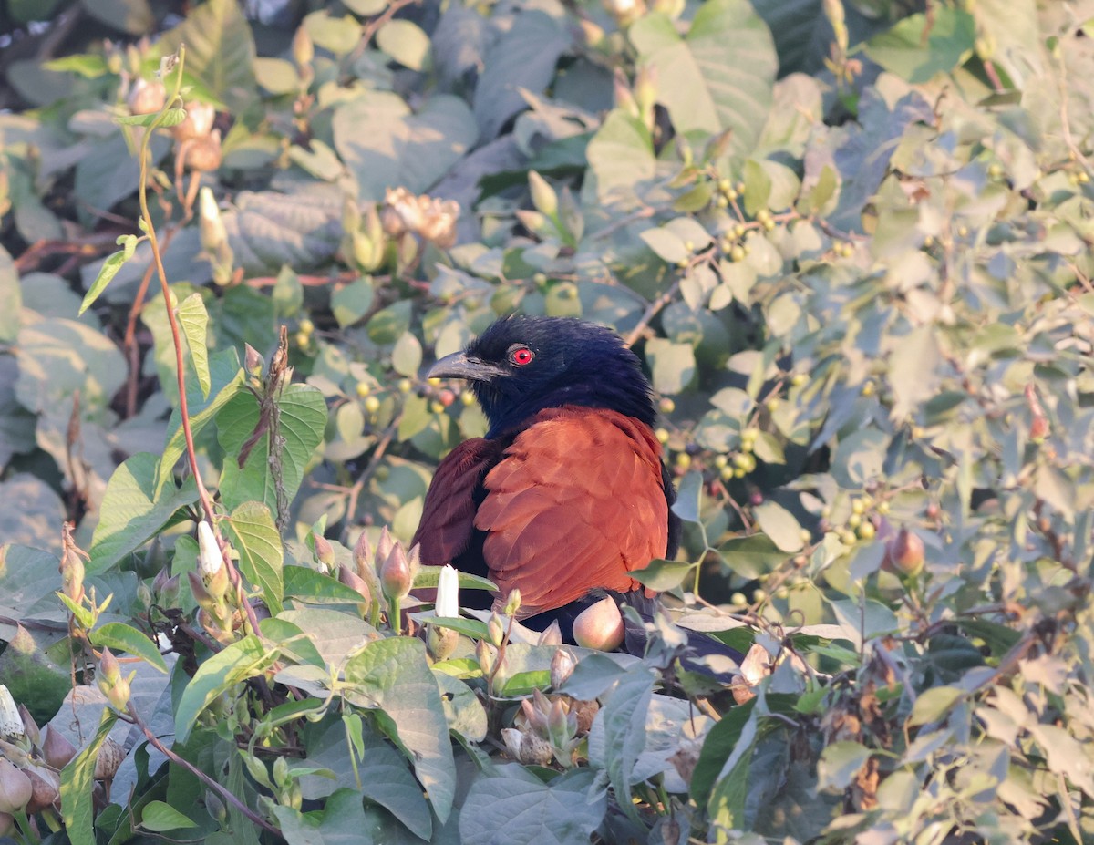 Greater Coucal - ML646113214