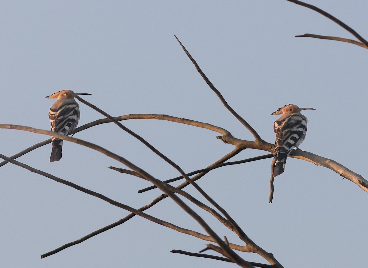 Common Hoopoe - ML646113223