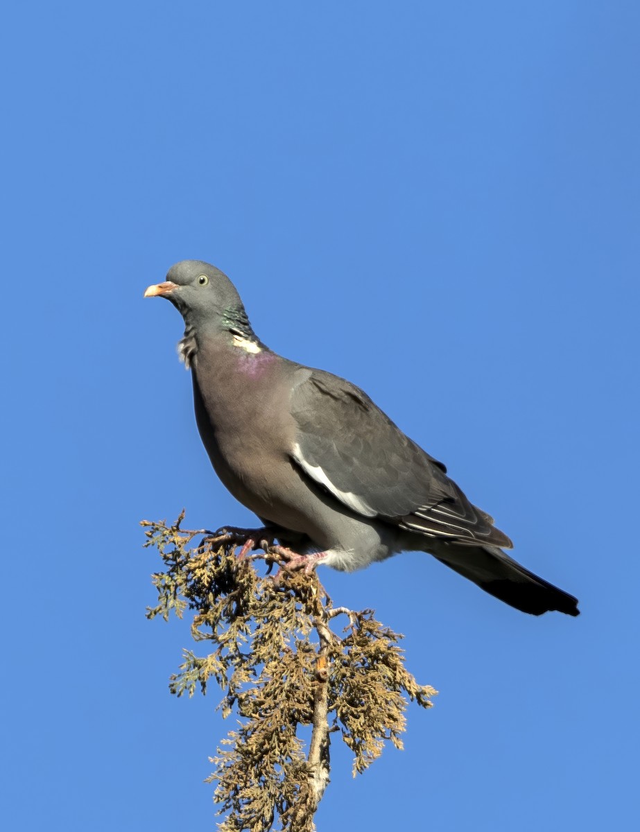 holub hřivnáč - ML646113229