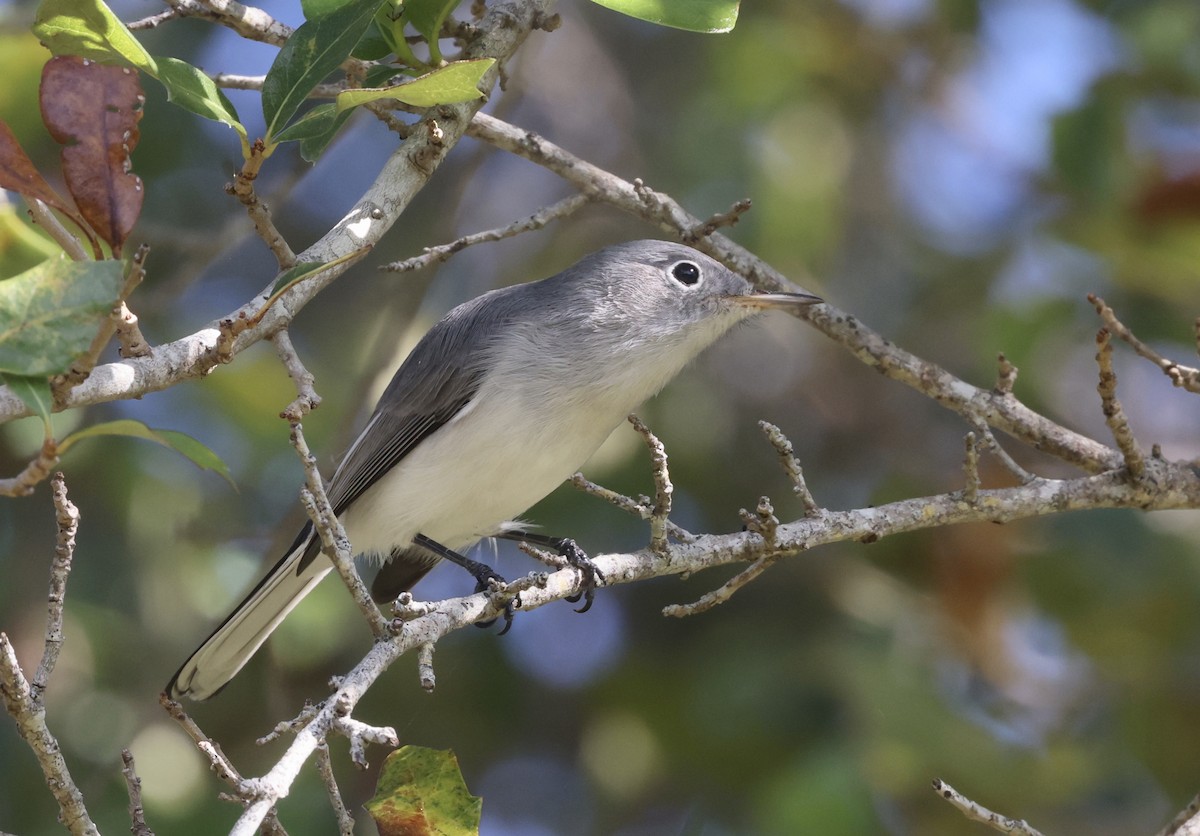 ブユムシクイ - ML646113231