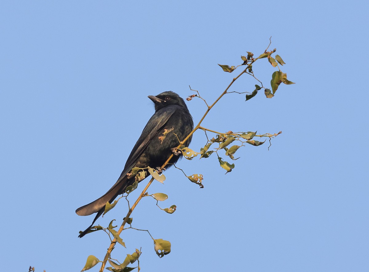 Black Drongo - ML646113238