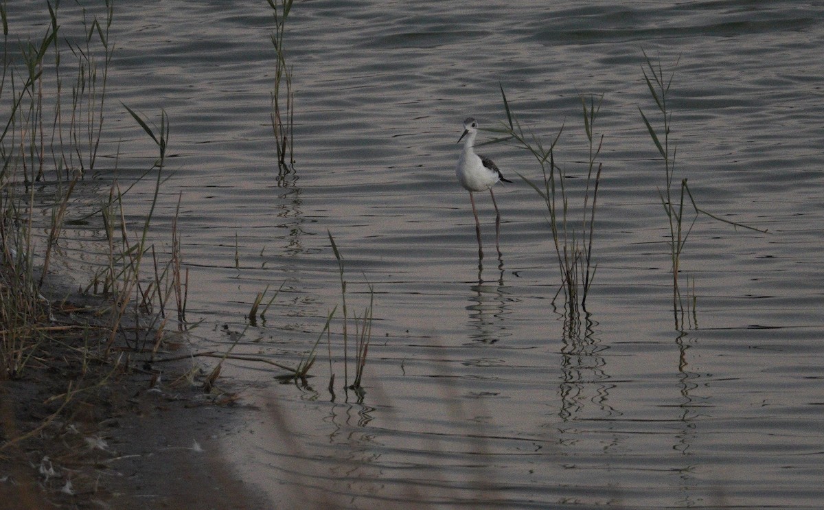 Zankaluze eurasiarra - ML646113244