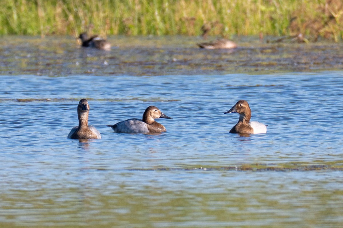 Canvasback - ML646113246