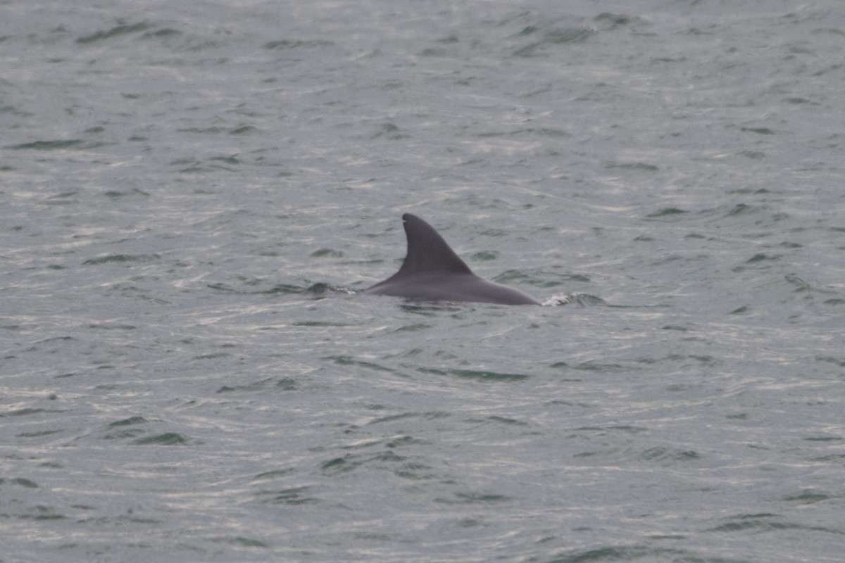 Bottlenose Dolphins - ML646113254