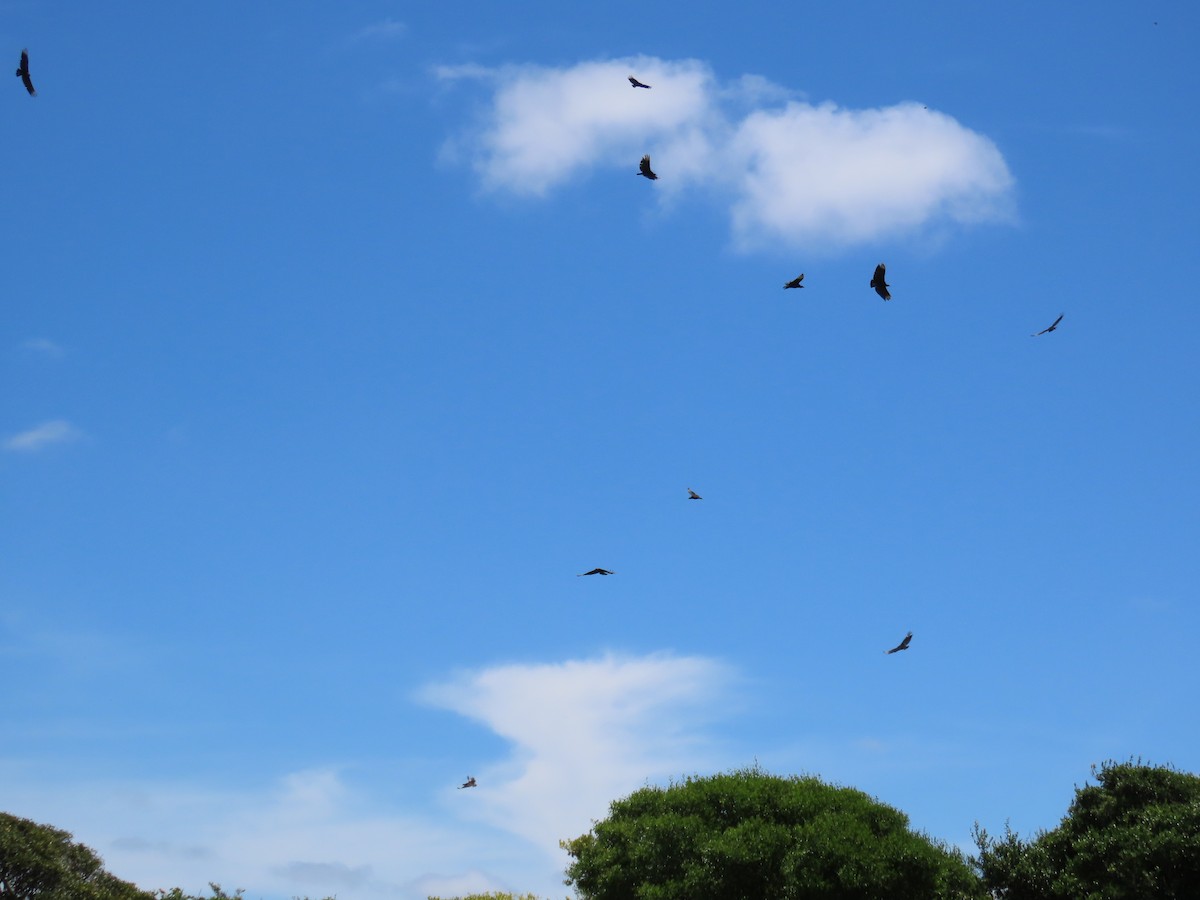 Black Vulture - ML646113255