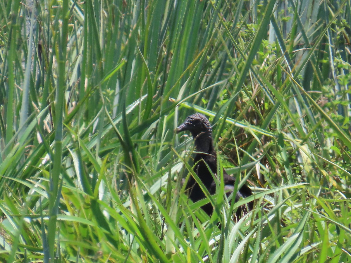 Black Vulture - ML646113256
