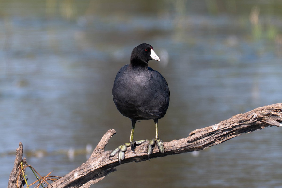 אגמית אמריקנית - ML646113260