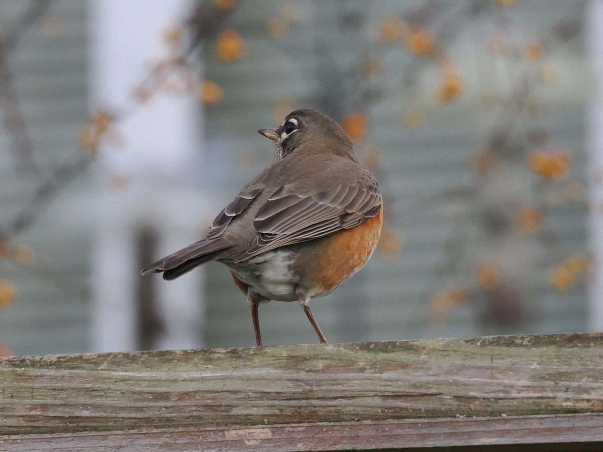 vandretrost - ML646113261