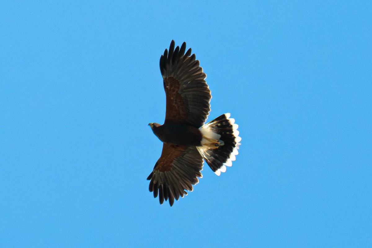 Harris's Hawk - ML646113275