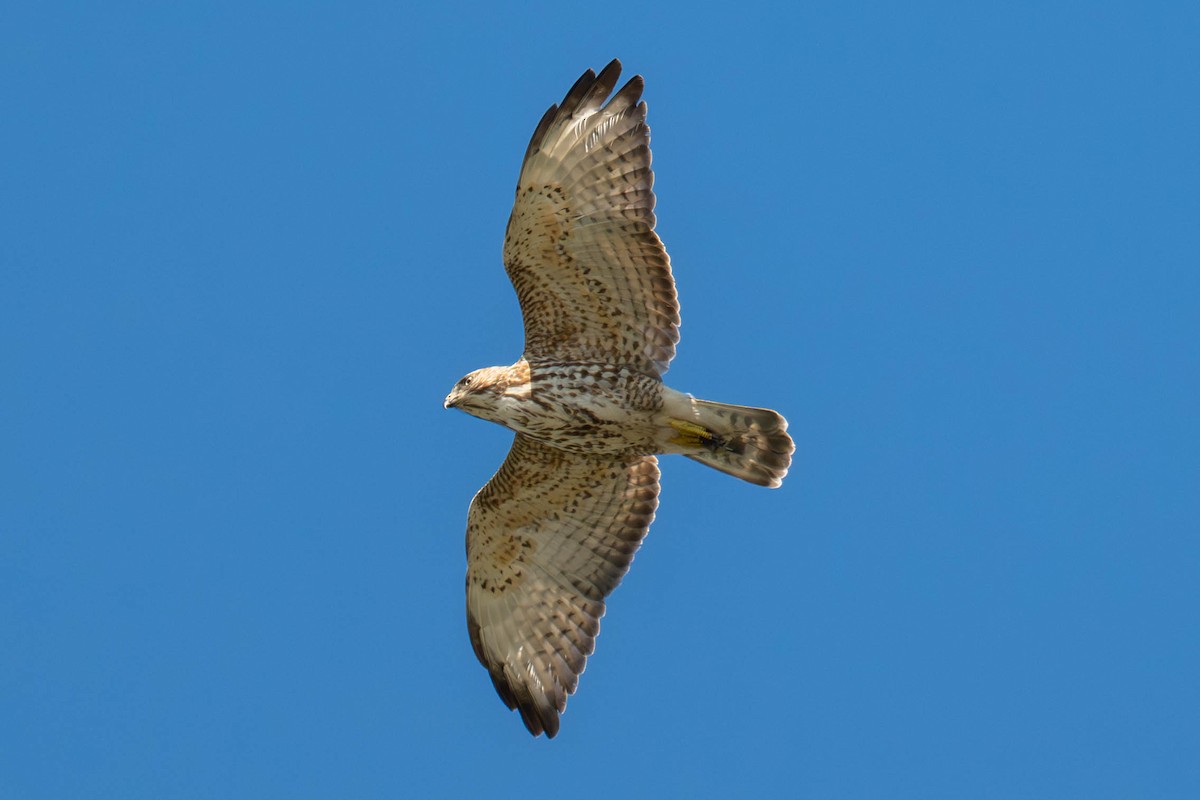 Broad-winged Hawk - ML646113287