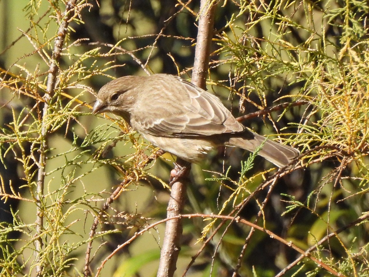 Roselin familier - ML646113290