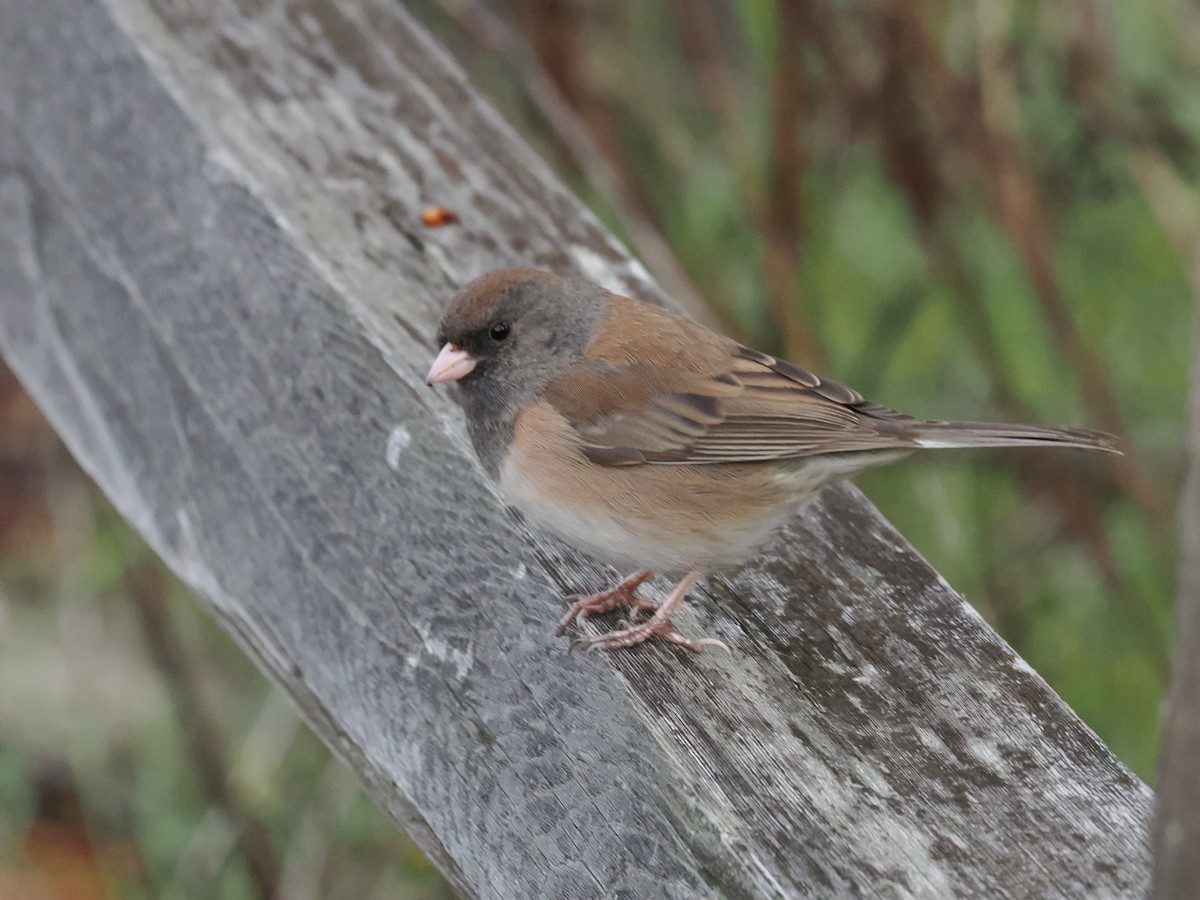Kara Gözlü Junko [oreganus grubu] - ML646113292