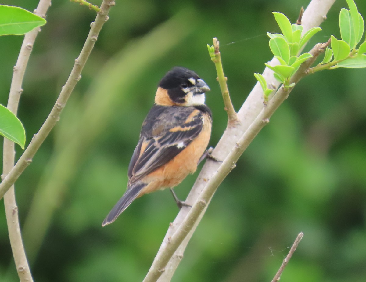 Halkalı Tohumcul - ML646113306