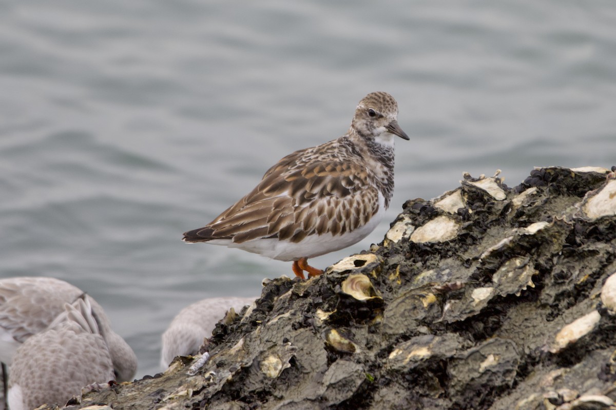 Taşçeviren - ML646113307