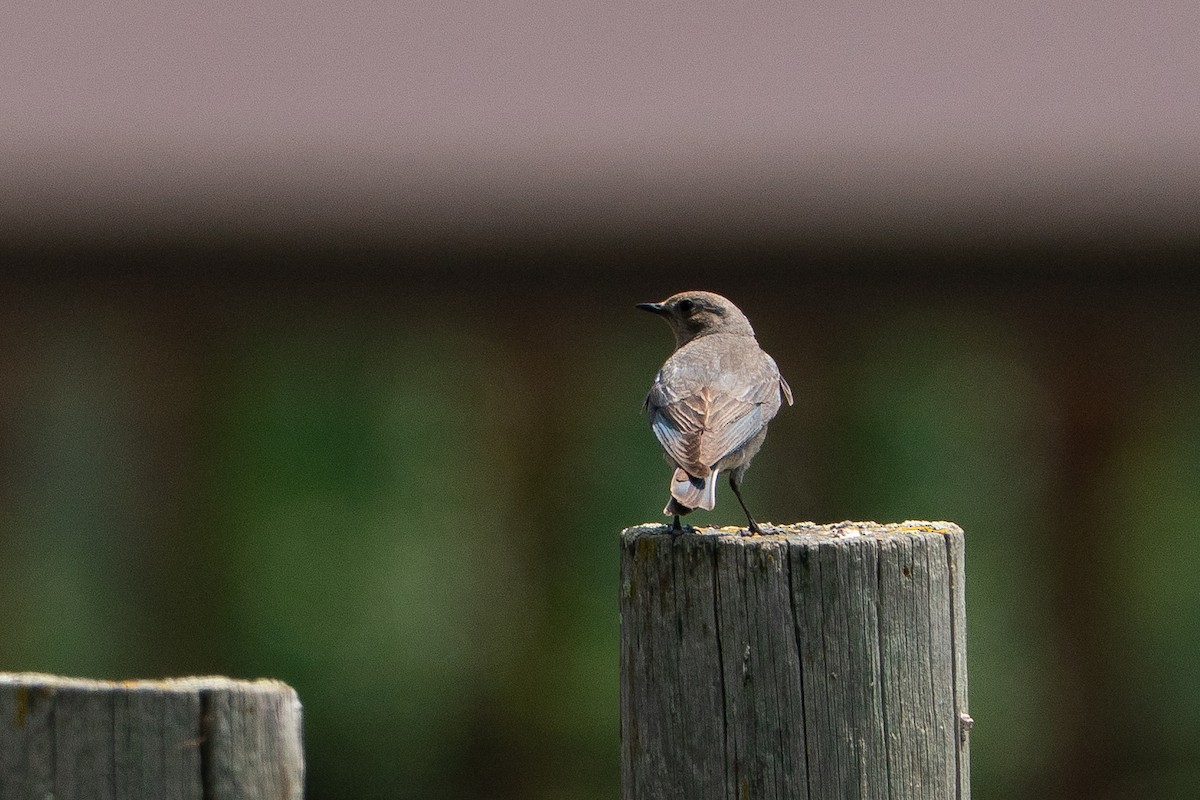 Dağ Mavi Ardıcı - ML646113308