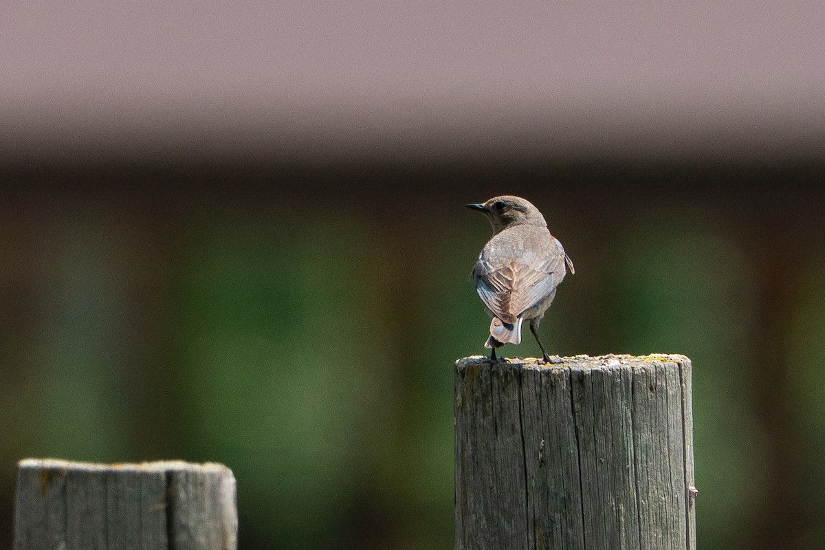 Dağ Mavi Ardıcı - ML646113309