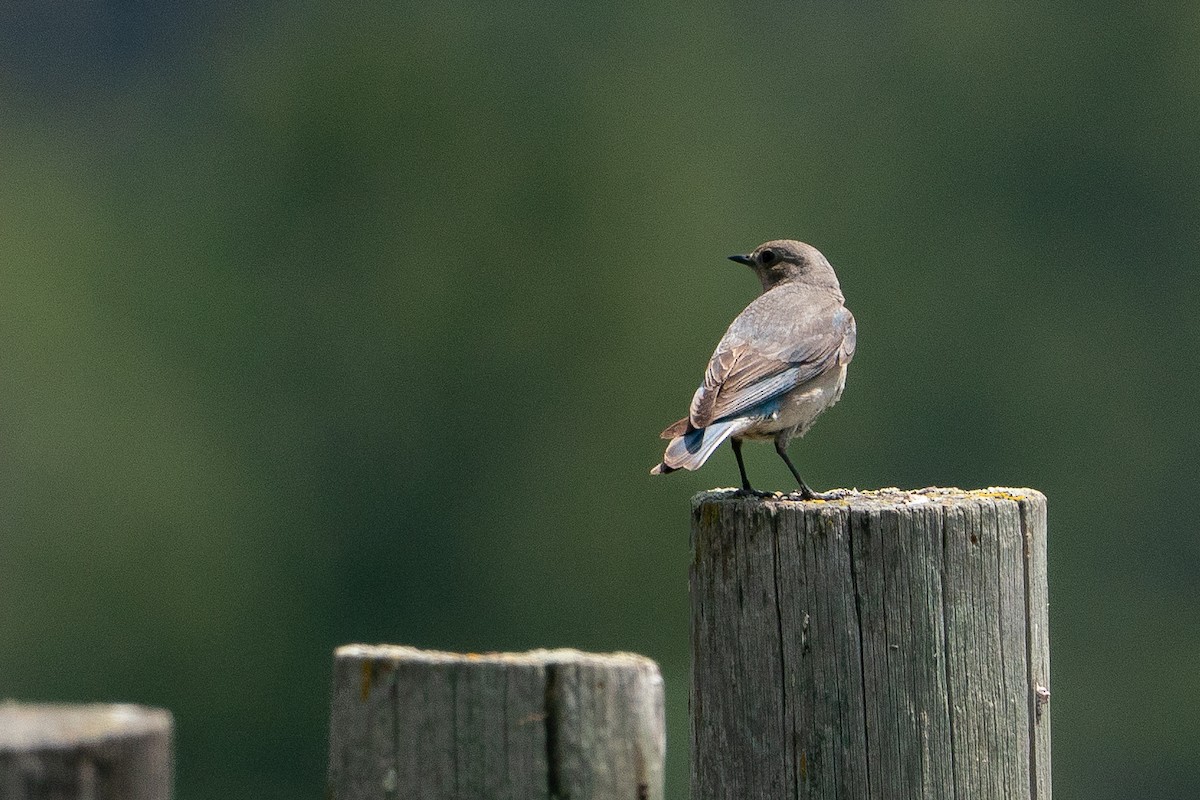 Dağ Mavi Ardıcı - ML646113310