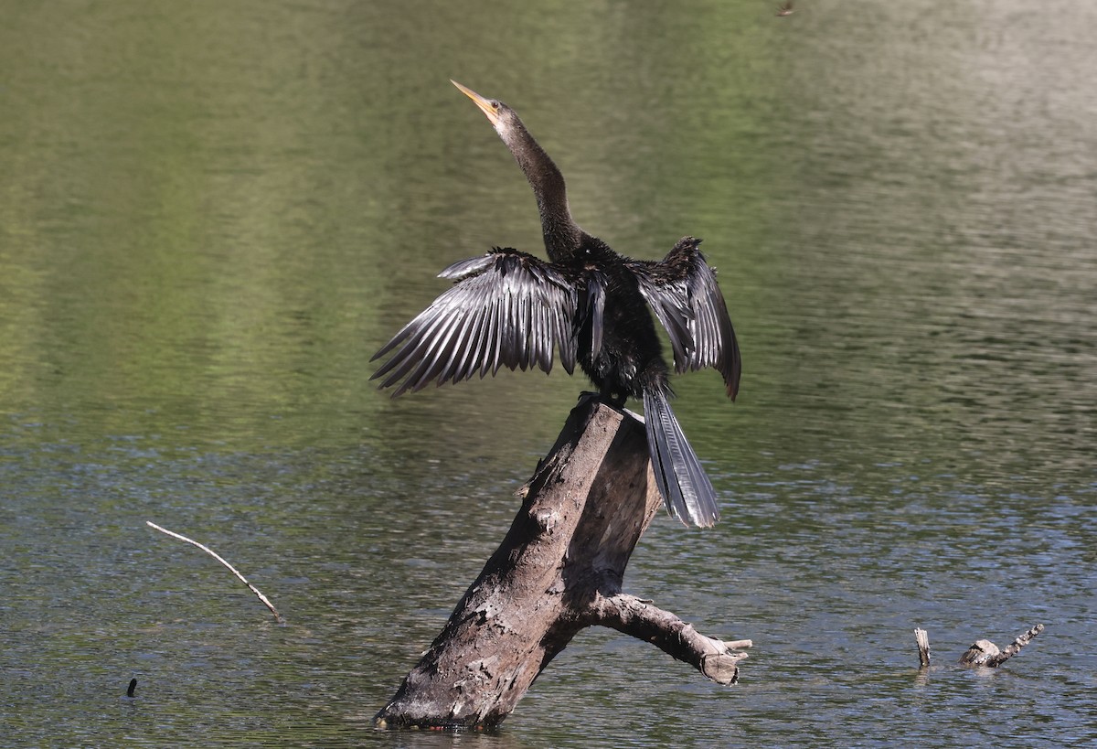 Amerika Yılanboyunu - ML646113311