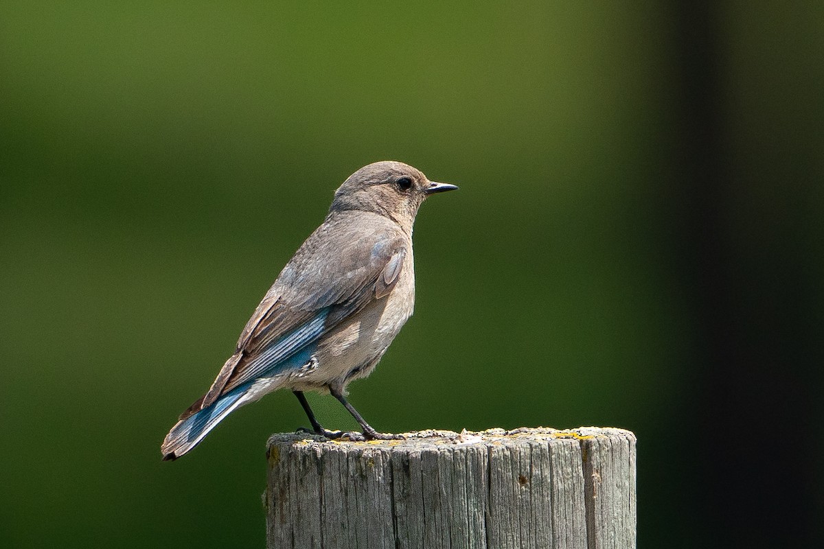 Dağ Mavi Ardıcı - ML646113312