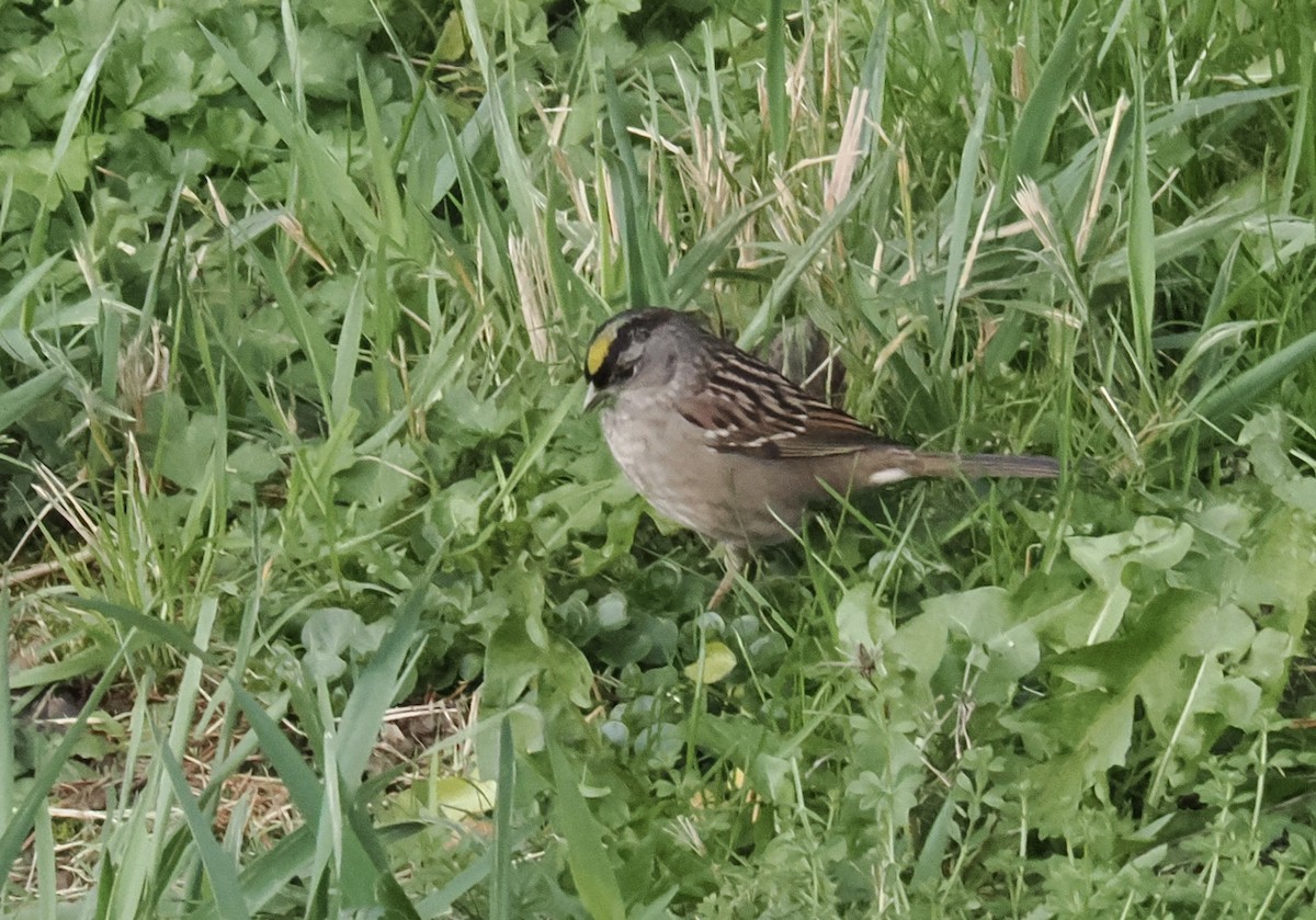 Sarı Tepeli Serçe - ML646113313