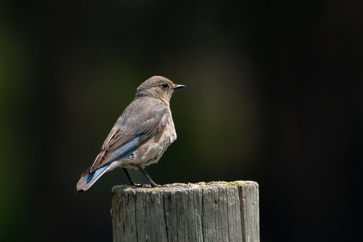 Dağ Mavi Ardıcı - ML646113314