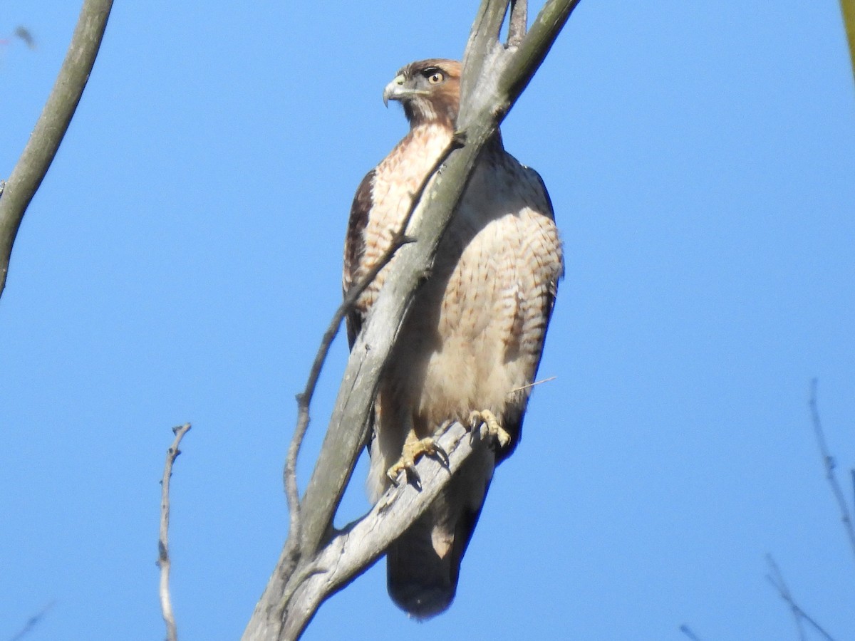 Kızıl Omuzlu Şahin - ML646113315