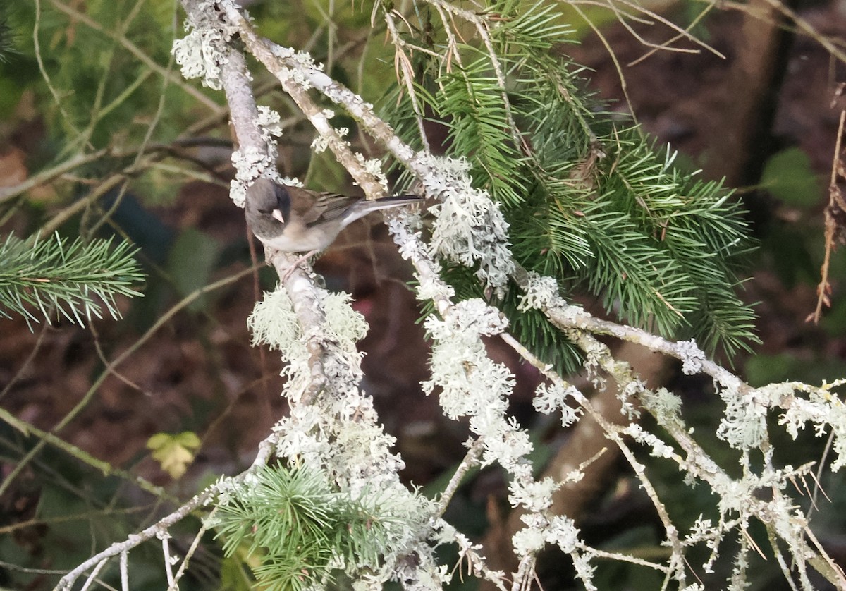 Kara Gözlü Junko [oreganus grubu] - ML646113317