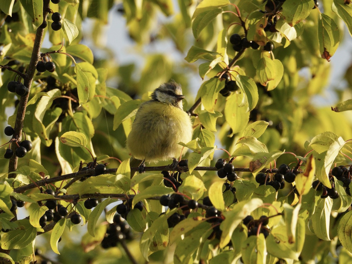 Mavi Baştankara - ML646113319