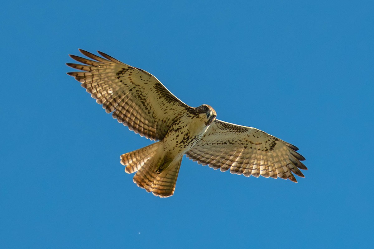 Kızıl Kuyruklu Şahin - ML646113320