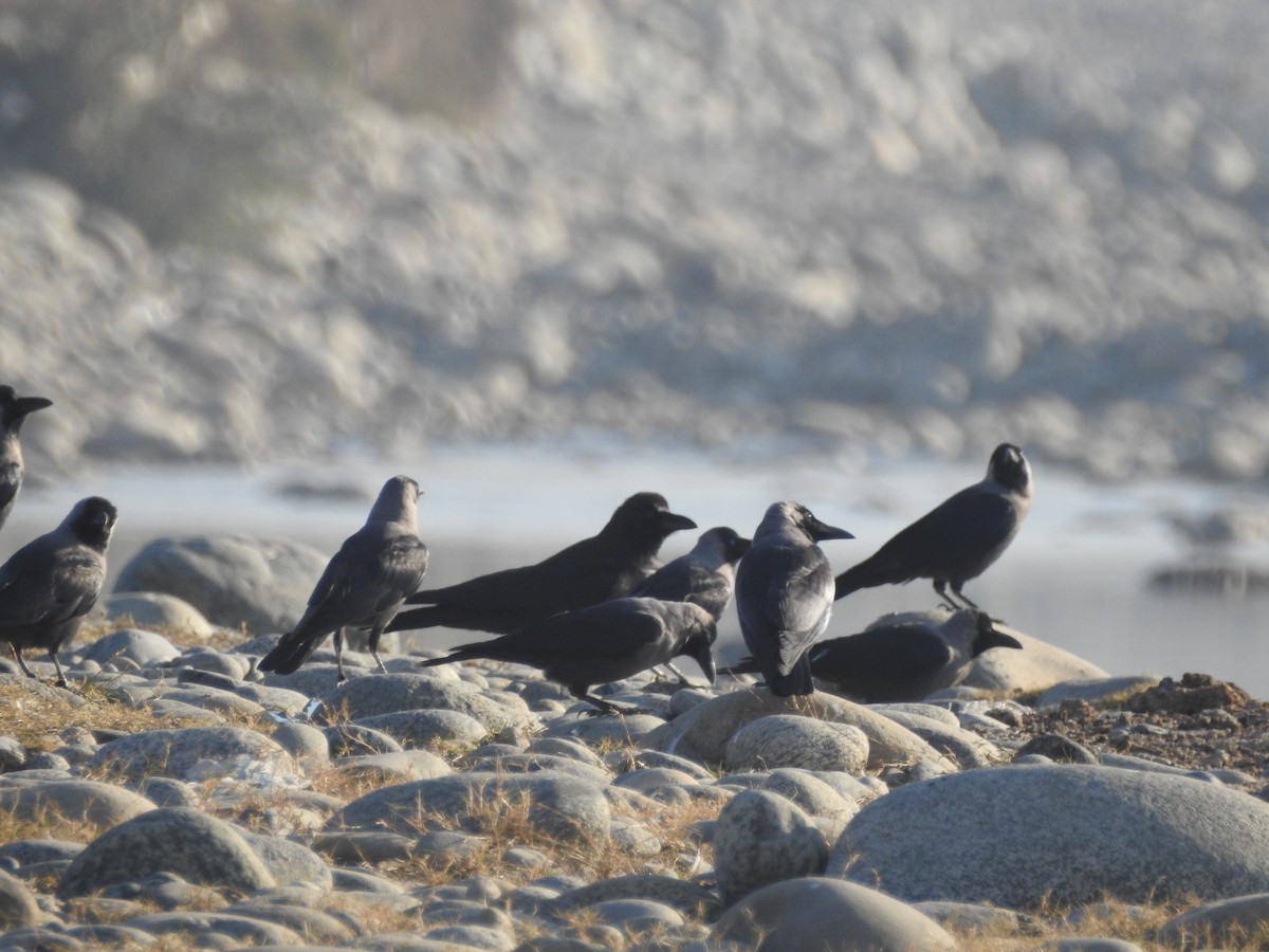 Kalın Gagalı Karga - ML646113321